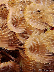 Feather Dusters hard at work filtering their food from th... by Steven Anderson 